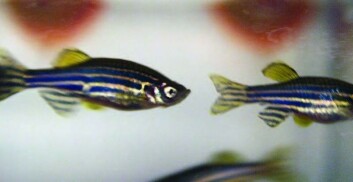 De siste 10-15 årene har bruken av sebrafisk i forskningen eksplodert, ifølge professor Peter Alestrøm ved Veterinærhøgskolen. (Foto: Elin Fugelsnes) De siste 10-15 årene har bruken av sebrafisk i forskningen eksplodert, ifølge professor Peter Alestrøm ved Veterinærhøgskolen. (Foto: Elin Fugelsnes)