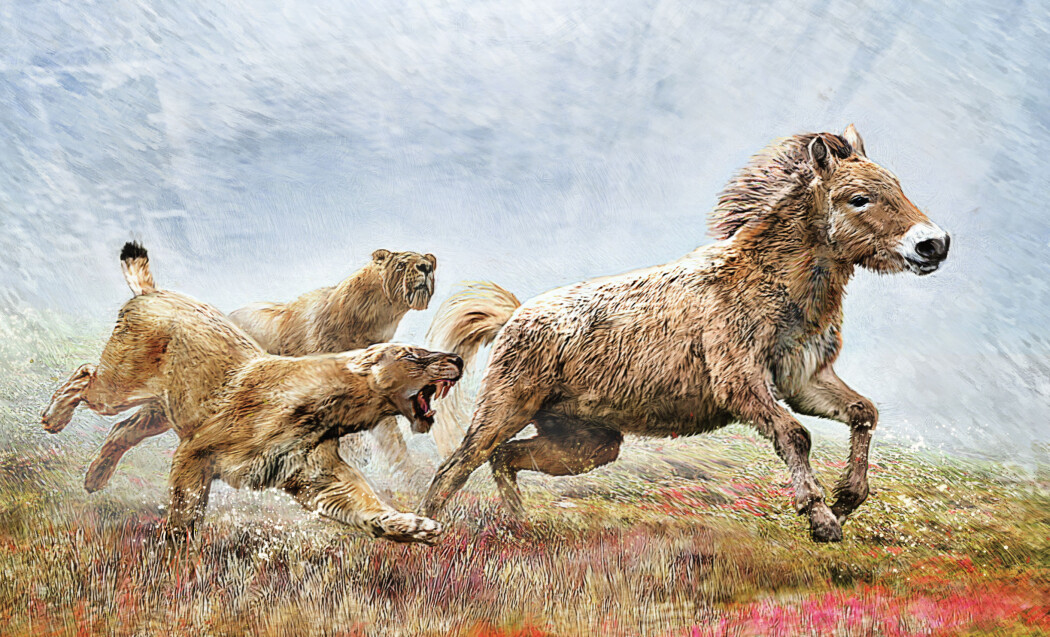 Kanskje jaktet den i flokk? Slik ser en kunstner for seg sabeltannkatten Homotherium Latidens, som de danske forskerne har studert. Kanskje jaktet den i flokk? Slik ser en kunstner for seg sabeltannkatten Homotherium Latidens, som de danske forskerne har studert.