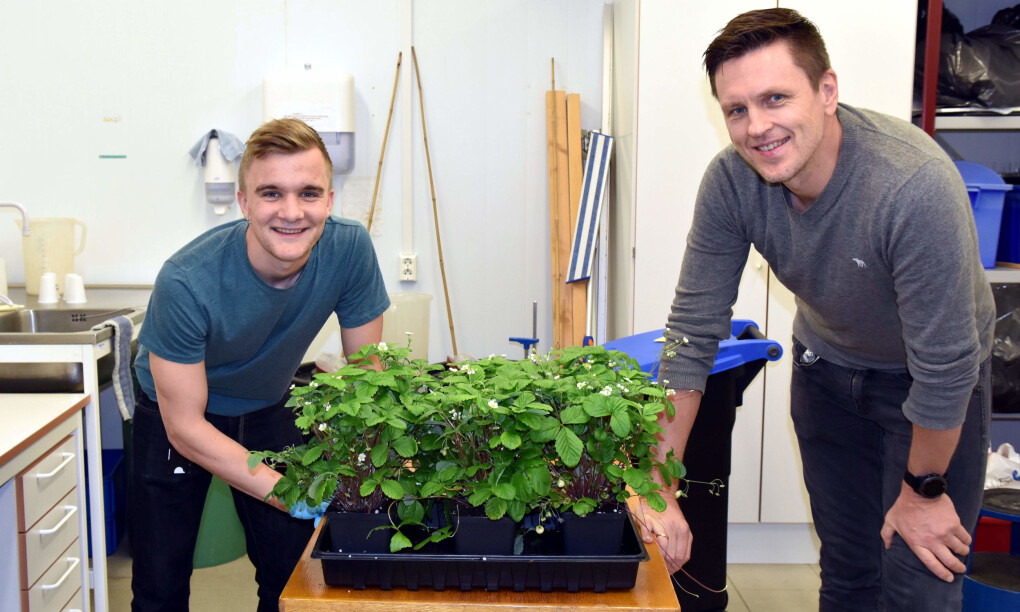Forsker Tage Thorstensen og masterstudent Oskar Schnedler Bjorå har 50-60 genmodifiserte planter som de gjør forsøk på. Forsker Tage Thorstensen og masterstudent Oskar Schnedler Bjorå har 50-60 genmodifiserte planter som de gjør forsøk på.