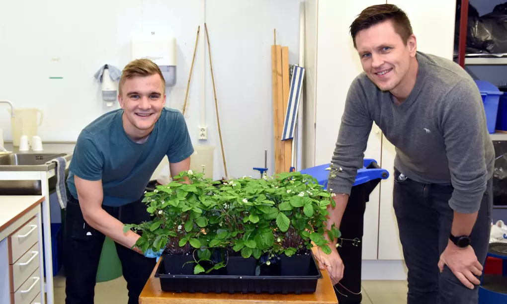 Forsker Tage Thorstensen og masterstudent Oskar Schnedler Bjorå har 50-60 genmodifiserte planter som de gjør forsøk på.