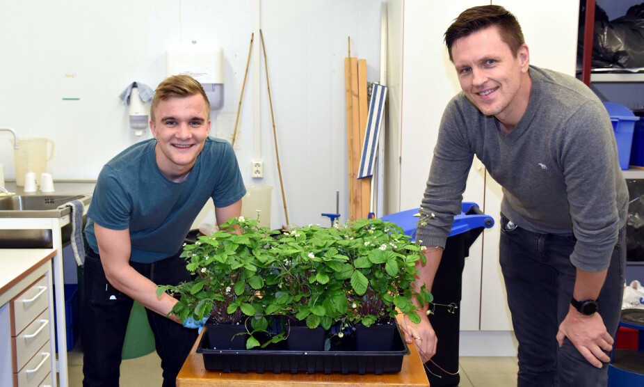 Forsker Tage Thorstensen og masterstudent Oskar Schnedler Bjorå har 50-60 genmodifiserte planter som de gjør forsøk på.