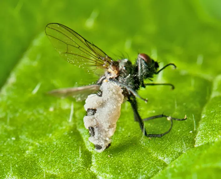 Denne kålflua er infisert av sopp, og vil smitte andre kålfluer slik at de blir syke og dør. (Foto: Bonsak Hammeraas)