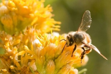 Vi vet svært lite om insektenes intelligens. (Foto: Christofer Bang) Vi vet svært lite om insektenes intelligens. (Foto: Christofer Bang)