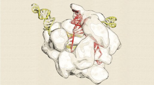 Så langt har forskere kommet med å bruke gensaksen CRISPR på mennesker Så langt har forskere kommet med å bruke gensaksen CRISPR på mennesker