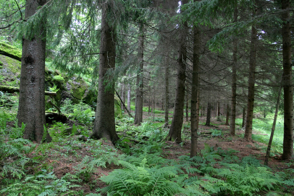 Beita lågurtskog med gran i Lønnalia i Larvik kommune i Vestfold. (Foto: John Y. Larsson/Skog og landskap)