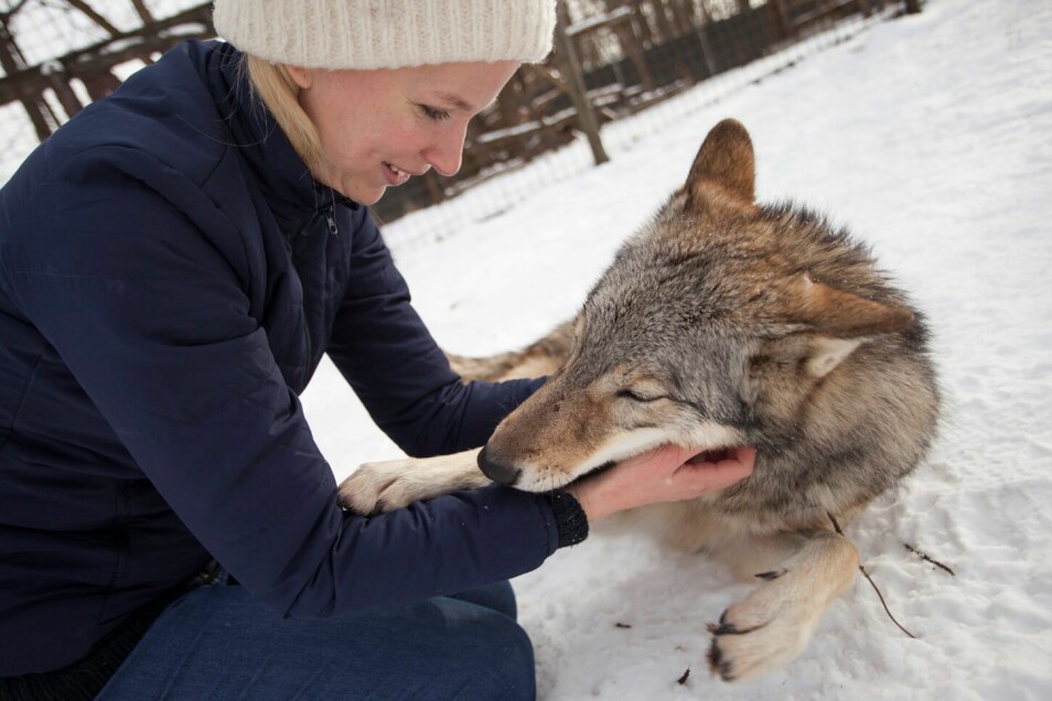 En gruppe ulver i Ungarn er godt vant med mennesker. En ny studie viser at de reagerte på samme måte som hunder da mennesket de kjente godt forsvant ut av syne i en fremmed situasjon.