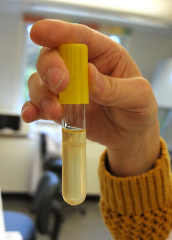 I røret med næringsløsning vokser bakterier i en biofilm. Den kan ses som en blank ring langs glasset. (Foto: Ingrid Spilde) I røret med næringsløsning vokser bakterier i en biofilm. Den kan ses som en blank ring langs glasset. (Foto: Ingrid Spilde)