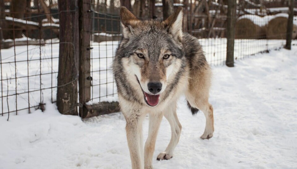 En av ulvene som var med i det ungarske forsøket.