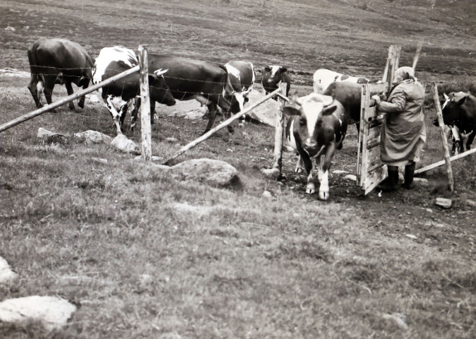 På setra Grasvika var det 14 mjølkekyr i 1969. Dei beitte i utmarka på dagen. Her er dei komne til seters for å bli mjølka om kvelden. I 2019 var mjølkeproduksjonen slutt. På setra Grasvika var det 14 mjølkekyr i 1969. Dei beitte i utmarka på dagen. Her er dei komne til seters for å bli mjølka om kvelden. I 2019 var mjølkeproduksjonen slutt.