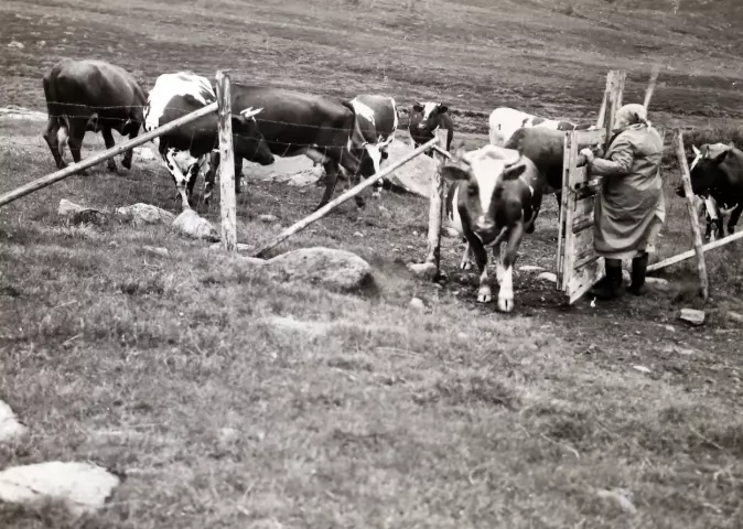 På setra Grasvika var det 14 mjølkekyr i 1969. Dei beitte i utmarka på dagen. Her er dei komne til seters for å bli mjølka om kvelden. I 2019 var mjølkeproduksjonen slutt.