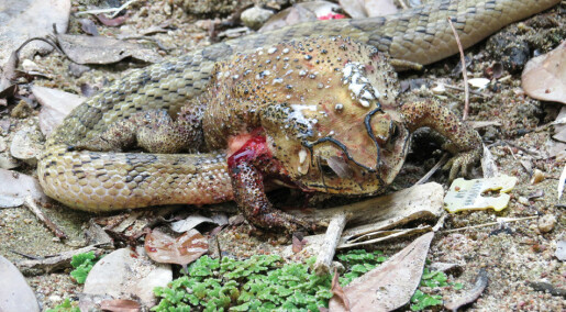 Makaber oppdagelse: Slanger graver seg inn i padder og spiser dem levende innefra
