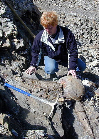Her ser vi Henrik Madsen fra det danske Fossil- og Molermuseet med verdens største glendonitt, som kalles Lynghøjkrystallen. Den måler halvannen meter på tvers og har 16 krystallarmer. Den lengste av de bevart armene er stilt ut ved Fossil- og Molermuseet Her ser vi Henrik Madsen fra det danske Fossil- og Molermuseet med verdens største glendonitt, som kalles Lynghøjkrystallen. Den måler halvannen meter på tvers og har 16 krystallarmer. Den lengste av de bevart armene er stilt ut ved Fossil- og Molermuseet