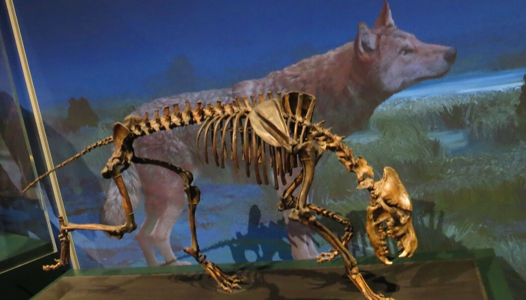 Skrekkulvene ble funnet nærmest intakt i tjærgroper i California. Her fra Naturhistorisk museum i Karlsruhe, Tyskland . Skrekkulvene ble funnet nærmest intakt i tjærgroper i California. Her fra Naturhistorisk museum i Karlsruhe, Tyskland .
