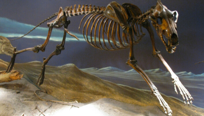 Skjelletene fra tjæregropene i La Brea er stilt ut i eget museum. Skjelletene fra tjæregropene i La Brea er stilt ut i eget museum.
