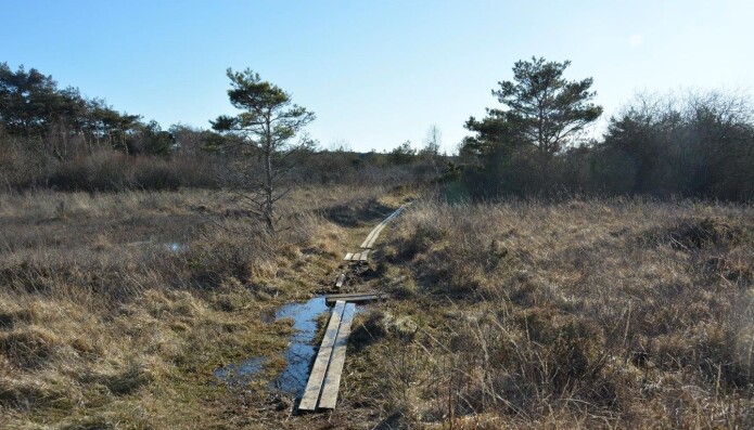 På våte områder kan stiene bli veldig brede, fordi folk går utenom. Med planker og steiner gjenopprettes rakeste vei. Bildeet er fra Kyststien på Hvaler. På våte områder kan stiene bli veldig brede, fordi folk går utenom. Med planker og steiner gjenopprettes rakeste vei. Bildeet er fra Kyststien på Hvaler.