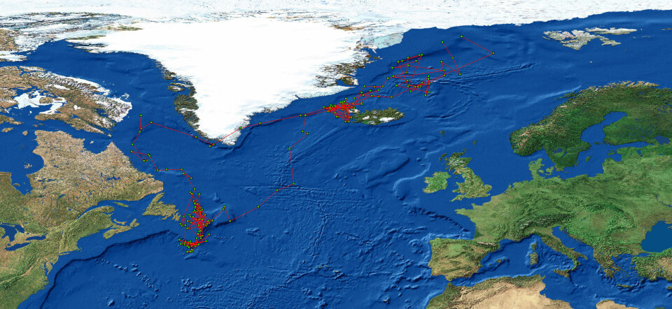 Kart med eksempel på posisjonsdata fra en lyslogger. Hver grønne prikk representerer fuglens omtrentlige posisjon en gitt dag i året. (Foto: Norsk polarinstitutt)
