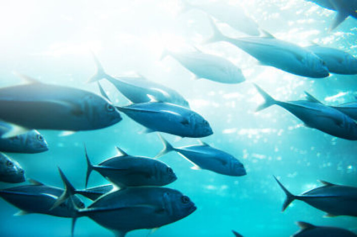 Tunfisken har et system som minner om en varmeveksler. (Foto: iStockphoto) Tunfisken har et system som minner om en varmeveksler. (Foto: iStockphoto)