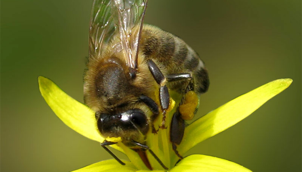 Fysne bier får diabetes