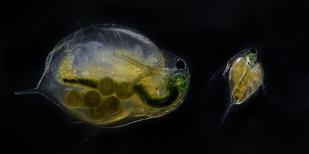 Water fleas are small zooplankton found in large numbers in almost all kinds of water. They are affected by chemicals and substances such as drug residues that can be found in processed wastewater. Water fleas are small zooplankton found in large numbers in almost all kinds of water. They are affected by chemicals and substances such as drug residues that can be found in processed wastewater.