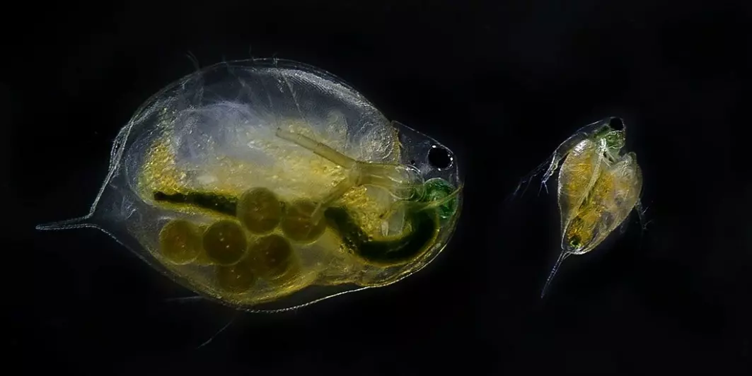 Water fleas are small zooplankton found in large numbers in almost all kinds of water. They are affected by chemicals and substances such as drug residues that can be found in processed wastewater.