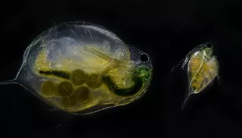 Water fleas on “happy pills” have more offspring