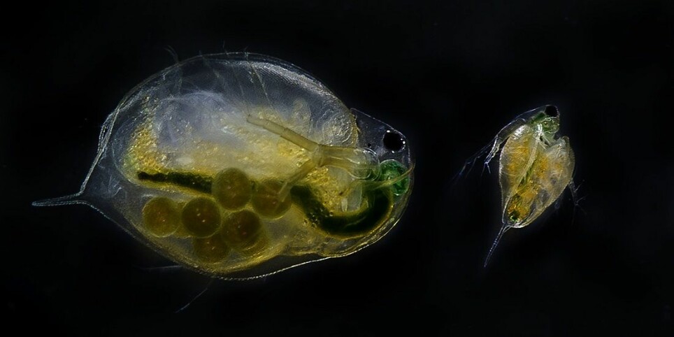 Water fleas are small zooplankton found in large numbers in almost all kinds of water. They are affected by chemicals and substances such as drug residues that can be found in processed wastewater.
