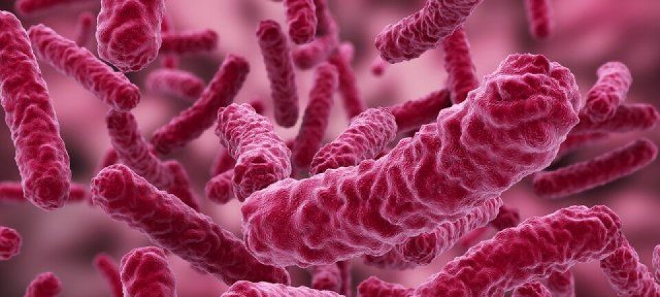 Forskere ved UMB vil bruke forskning på bakteriesamfunn til å "oppdra" bakteriene til å jobbe for oss. Shutterstock