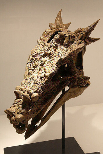 Rekonstruert hodeskalle av Dracorex hogwartsia (Foto: Kabacchi/Wikimedia Creative Commons) Rekonstruert hodeskalle av Dracorex hogwartsia (Foto: Kabacchi/Wikimedia Creative Commons)