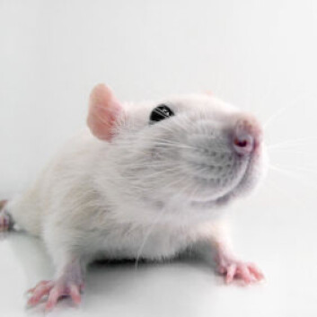 (Illustrasjonsfoto: iStockphoto) (Illustrasjonsfoto: iStockphoto)