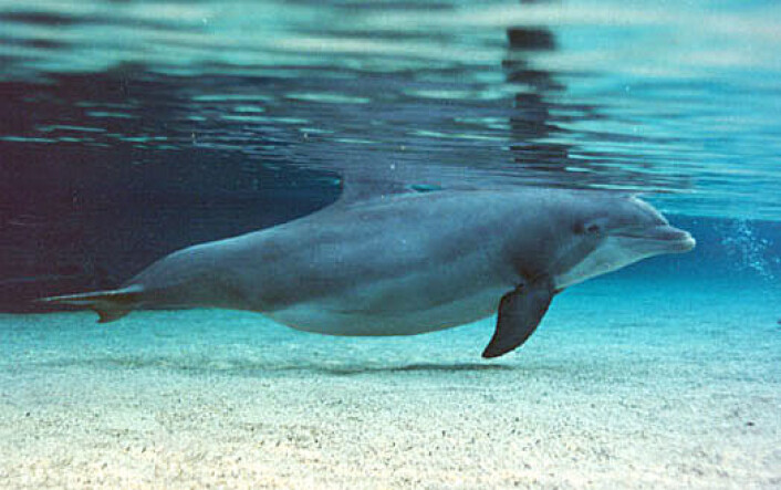 Gravid delfin. (Foto: Dolphin Quest) Gravid delfin. (Foto: Dolphin Quest)