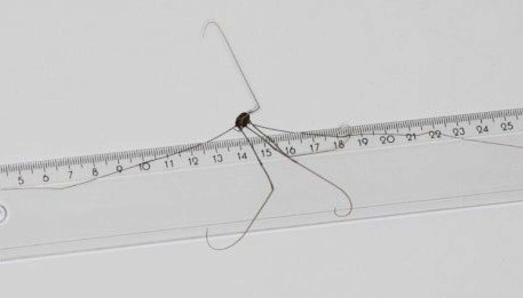 Nyoppdaga vevkjerring har beinspenn på 33 cm