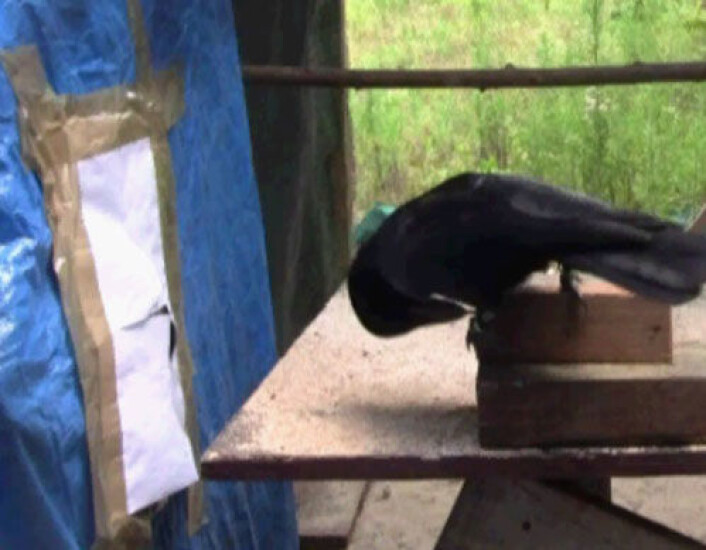 Bilde fra videoen forskerne tok av eksperimentet. (Foto: (Bilde fra video: University of Auckland)) Bilde fra videoen forskerne tok av eksperimentet. (Foto: (Bilde fra video: University of Auckland))