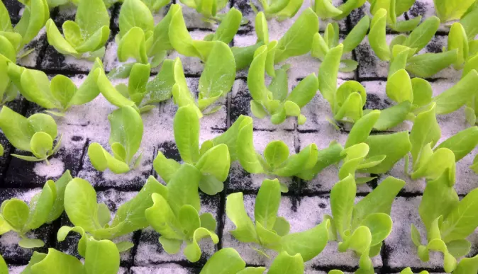 Mange grønnsakssorter, som salat, må forkultiveres før de kan plantes ut i åkeren. Til det trengs veksttorv.
