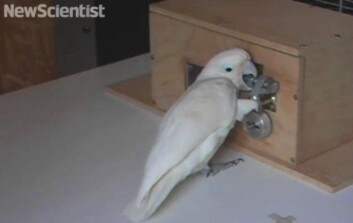 Kakaduen Pipin trengte under to timer på å knekke hemmeligheten bak femtrinnslåsen. (Foto: (Bilde: skjermdump fra video, New Scientist)) Kakaduen Pipin trengte under to timer på å knekke hemmeligheten bak femtrinnslåsen. (Foto: (Bilde: skjermdump fra video, New Scientist))