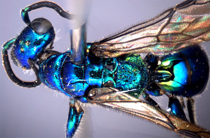 Metallisk blått skinnende Cleptes tibetensis, funnet i juni 2013 på 2045 meters høyde i Tibet. Kroppslengde 6,7 mm, forvingelengde 5,6 mm. (Foto: Zai-fu Xu. Lisens: CC BY 4.0) Metallisk blått skinnende Cleptes tibetensis, funnet i juni 2013 på 2045 meters høyde i Tibet. Kroppslengde 6,7 mm, forvingelengde 5,6 mm. (Foto: Zai-fu Xu. Lisens: CC BY 4.0)