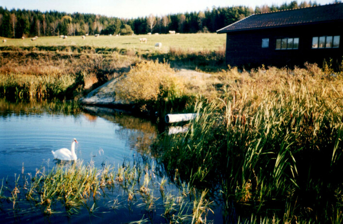 - Vi håper at myndighetene som har ansvar for miljø, helse og trygg mat er interessert i å teste ut metoden i samarbeid med oss i nær fremtid, sier forsker Trond Mæhlum ved Bioforsk. (Foto: Bioforsk) - Vi håper at myndighetene som har ansvar for miljø, helse og trygg mat er interessert i å teste ut metoden i samarbeid med oss i nær fremtid, sier forsker Trond Mæhlum ved Bioforsk. (Foto: Bioforsk)