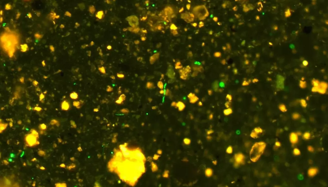 De grønne prikkene er mikroorganismer i prøver fra havbunnen.