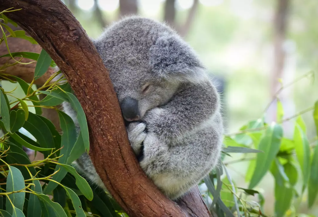 Koalaene lever – og sover – i eukalyptustrær i Australia. Men de har det ikke alltid like fredelig som her.