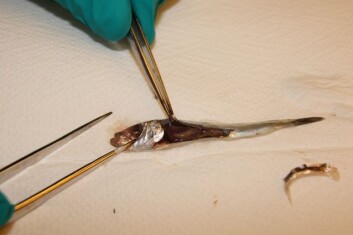 Prøvetakning av enkelt organer på sild er krevende da fisken er på liten. En del av fiskene hadde noe blødninger og væske i bukhulen. (Foto: Renate Johansen) Prøvetakning av enkelt organer på sild er krevende da fisken er på liten. En del av fiskene hadde noe blødninger og væske i bukhulen. (Foto: Renate Johansen)