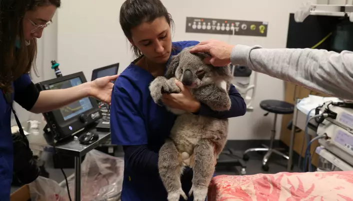Mange koalabjørner kommer til veterinæren fordi de blir syke. Denne koalaen har fått problemer med synet etter en infeksjon. Den ble reddet fra et lavt tre i nærheten av boliger og motorveier.