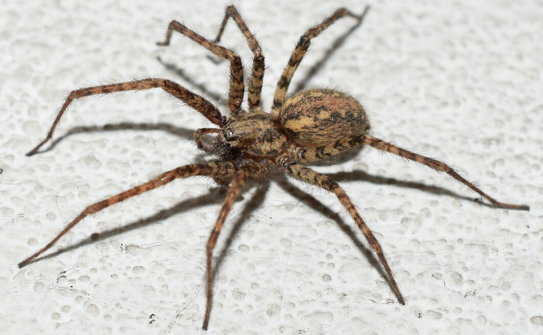 Grøsser du når du ser en skapning som denne husedderkoppen? Den er helt ufarlig, og de færreste edderkopper er farlige for mennesker. Grøsser du når du ser en skapning som denne husedderkoppen? Den er helt ufarlig, og de færreste edderkopper er farlige for mennesker.