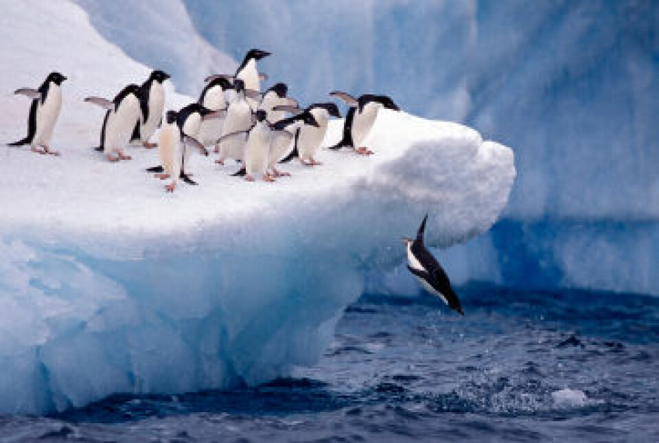 Pingvinens forfedre kunne fly, men over tid har svømmeegenskapene vært å foretrekke. (Foto: iStockphoto)
