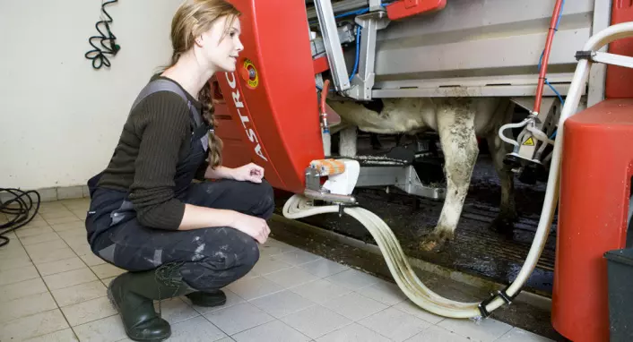 I automatiske melkeroboter kan kua selv velge når den vil melkes uten at mennesker er involvert i det hele tatt. (Foto: Colourbox.com)