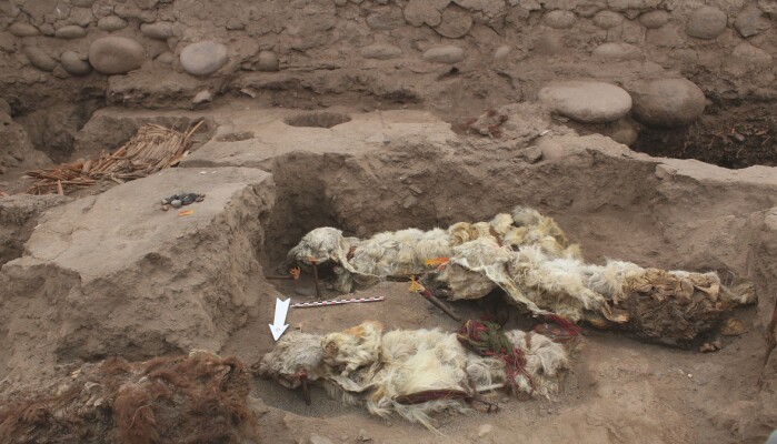Lamaene var natulig mumifisert etter å ha ligget begravd i sand og jord. Lamaene var natulig mumifisert etter å ha ligget begravd i sand og jord.
