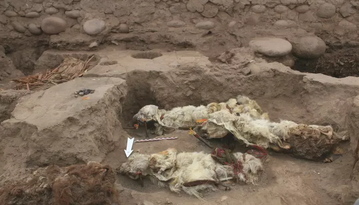 Lamaene var natulig mumifisert etter å ha ligget begravd i sand og jord.