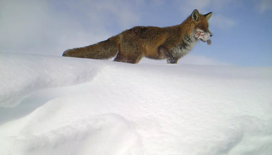 The density of red foxes is increasing in Norway’s mountainous areas. The more trash and food waste red foxes have access to, the greater their numbers. This photo was taken with a game camera and shows a red fox that has found food.