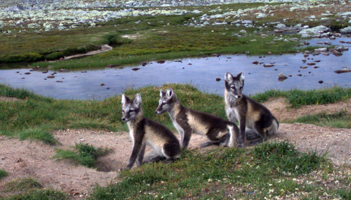 A lot of trash means few Arctic foxes. We found that the Arctic fox doesn’t tend to stay close to the road – probably not because it isn’t attracted to the road, but because the red fox’s presence makes it stay away, the researcher says. The photo was taken in Lesja municipality. A lot of trash means few Arctic foxes. We found that the Arctic fox doesn’t tend to stay close to the road – probably not because it isn’t attracted to the road, but because the red fox’s presence makes it stay away, the researcher says. The photo was taken in Lesja municipality.