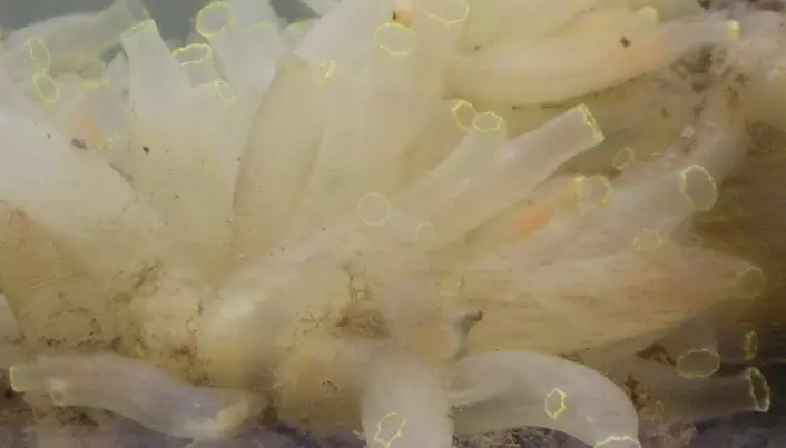 Et eksempel på arten sekkedyret, en tunikat. Her ser du gul sjøpung.