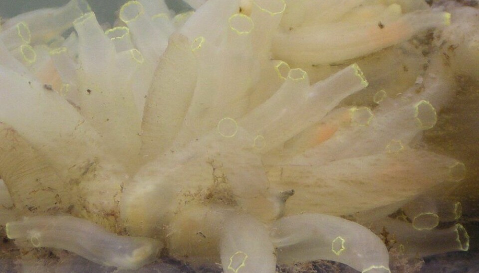 Et eksempel på arten sekkedyret, en tunikat. Her ser du gul sjøpung.
