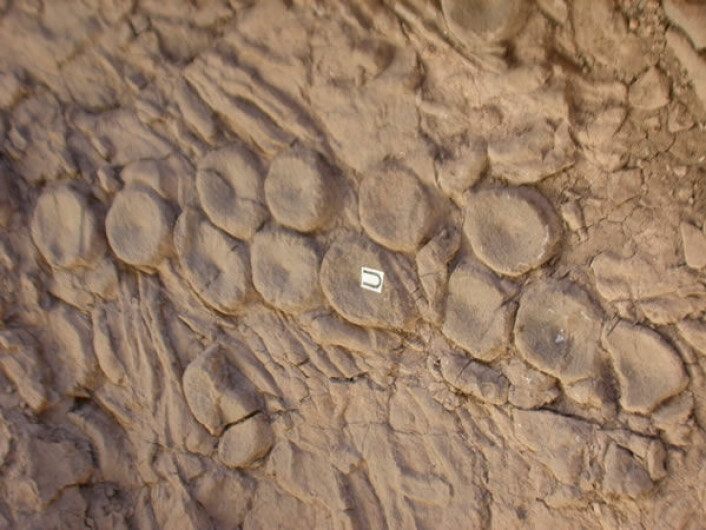 Fossilerte ryggvirvler fra fiskeøgler funnet i Nevada i USA. (Foto: Mark McMenamin)